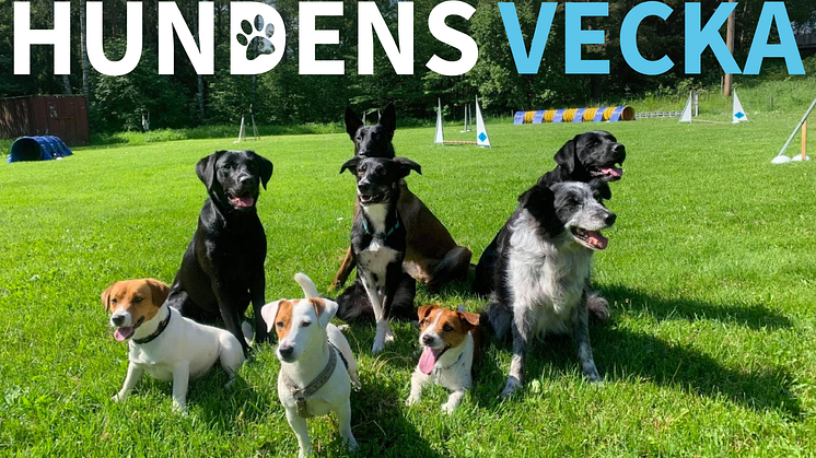 Hundens vecka