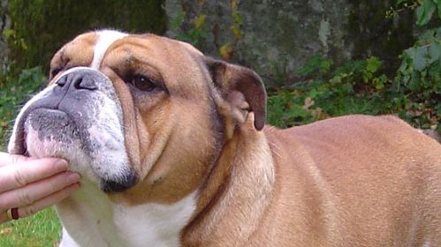 Ny avelsstrategi för engelsk bulldogg