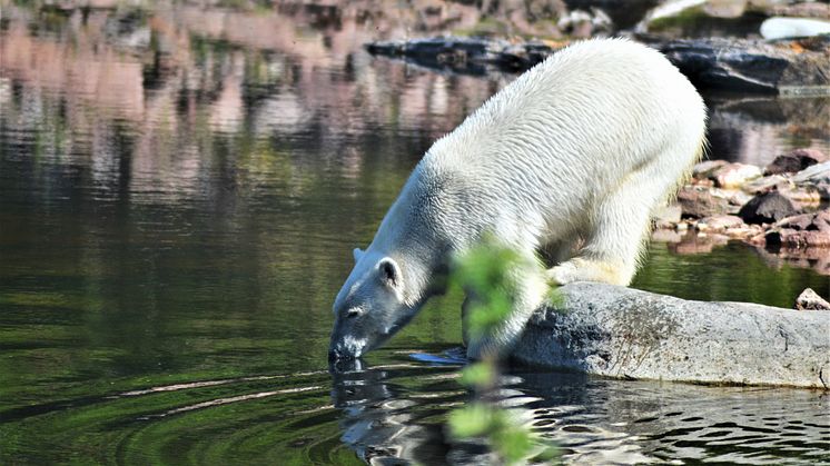 Orsa Rovdjurspark