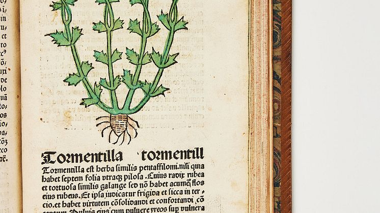 Herbarius Patavie – flora från Passau