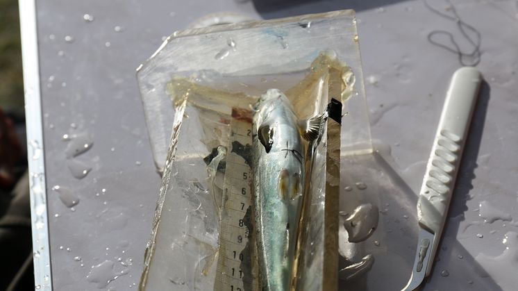 Smolt med innsydd merke 