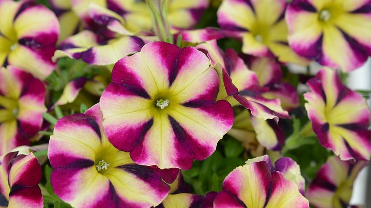 Petunia Amore Fiesta