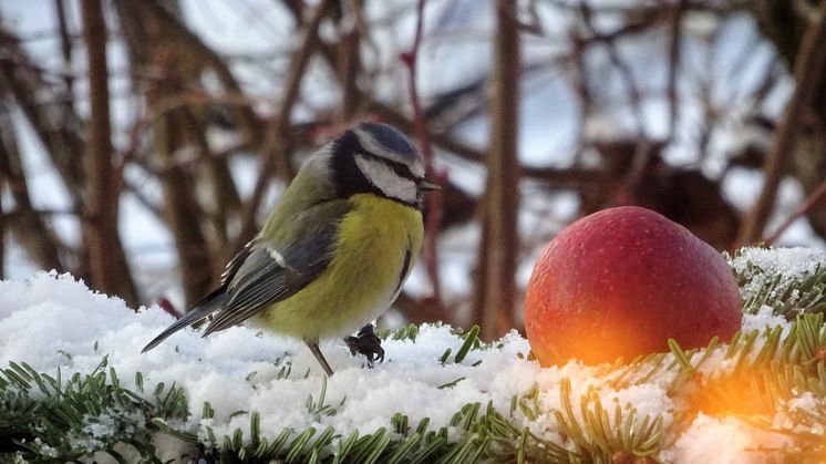 På fredag startar Sveriges största fågelräkning!