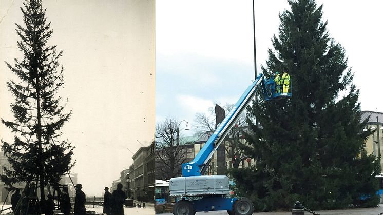 Resning av julgran i Brunnsparken 1915 och Gustaf Adolfs torg 2017. Foton från Göteborgs stadsmuseum och park- och naturförvaltningen,