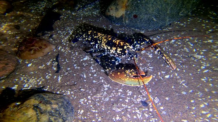 Calicohummer_gar_i_plattfisken_2_Martin_Stjernstedt_Havets_Hus_1.mp4