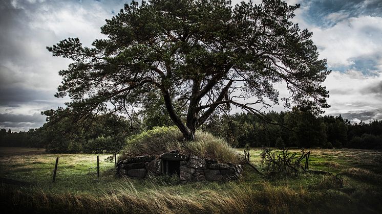 Tredjeplats Sveriges bästa trädbild 2016 - Johan Lindberg