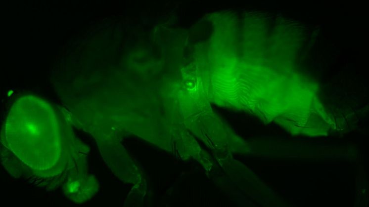 Transgena fruktflugor som uttrycker grönt fluorescerande protein i den leverliknande fettkroppen – det främsta målet för corazonin. Bild av Meet Zandawala.