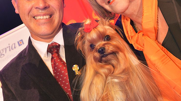 Yorkshireterrier blev Best in show 2015