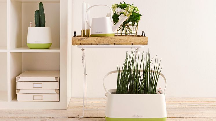 YULA by LECHUZA - Mini-Jungle für Zuhause