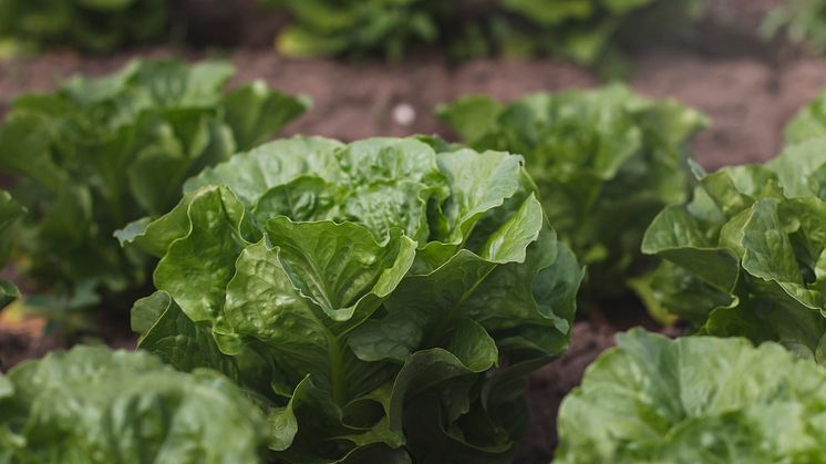 Romansallad_7