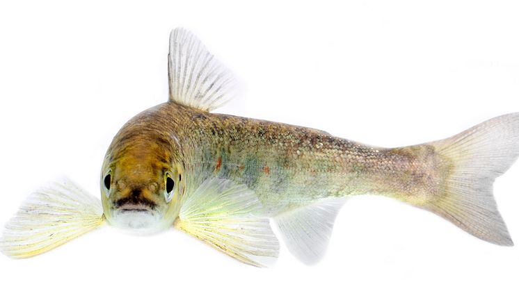 Smolt - utvandrade lax- och öringsungar finns i Åbyälven. Allmänheten har möjlighet att se detta den 25 maj vid Smoltfällan i Åbyälven.