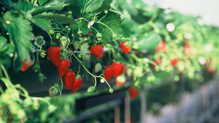 Nikko Strawberry Park