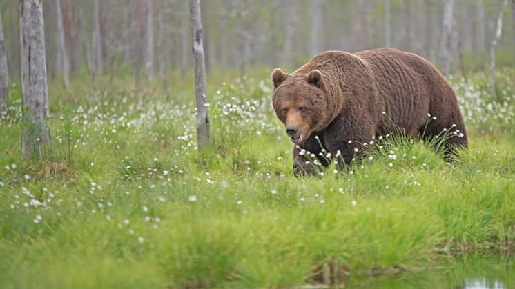 Björnjakten börjar på måndag 21 augusti