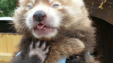 En röd panda har fötts på Kolmården