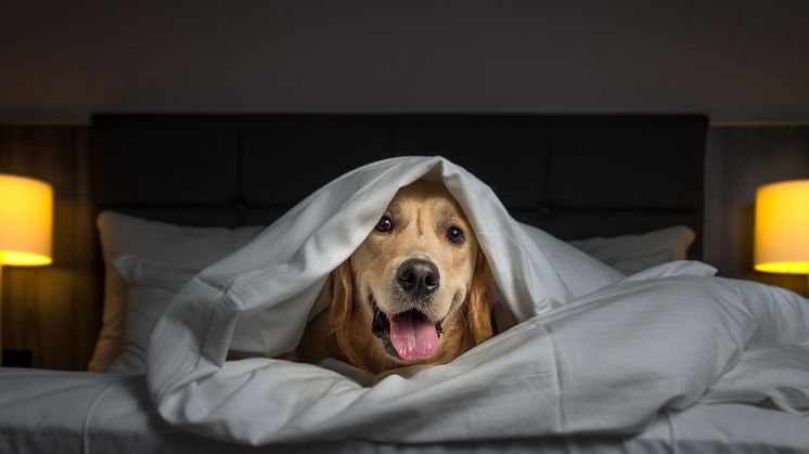 Giv din hund en stressfri start på det nye år.