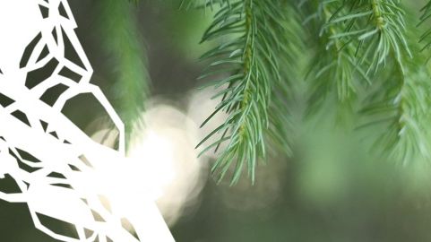 Kluster för bioindustri utvecklar framtidens förnybara skogsprodukter