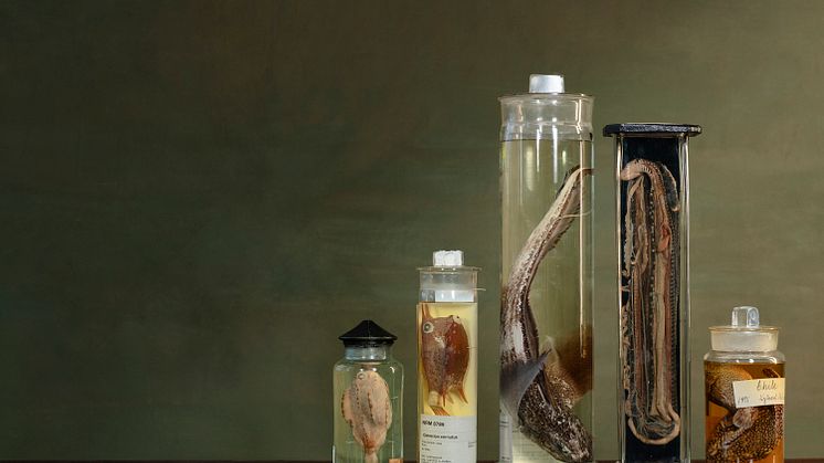 Naturhistoriska riksmuseet arrangerar en dag om samlingar och deras betydelse. Foto: Johanna Hanno