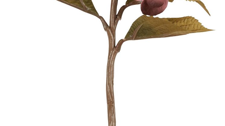 STIAN.jpg
