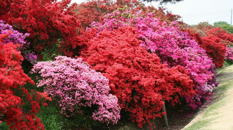 Tsutsujigaoka Park(5)
