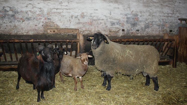 Weihnachten im Stall auf dem Klostergut Mößlitz: Bärenherz erhält beeindruckende Spende