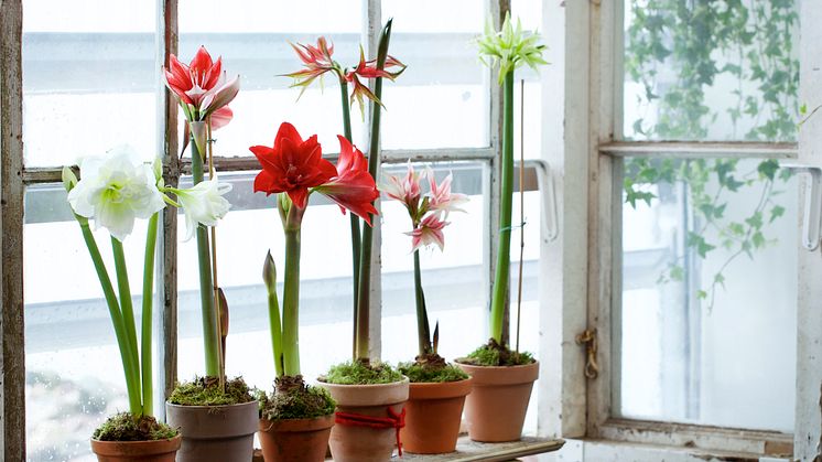 amaryllis-olika-farger