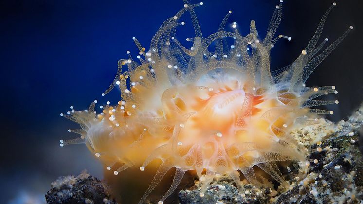Bägarkollar, naturfotograf Roger Jansson