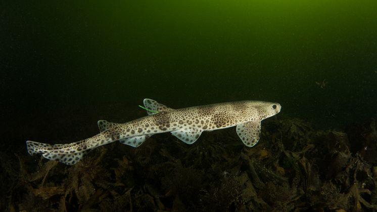 Småfläckig rödhaj märkt med sändare och tagg