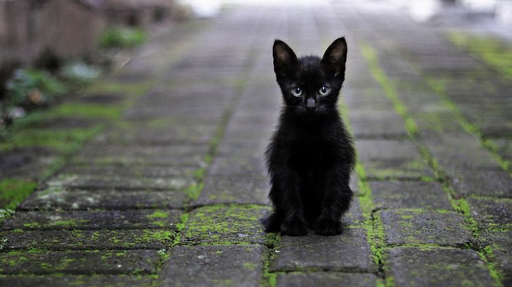 Wohl doch viel harmloser als gedacht: Ein Freitag, der dreizehnte ist kein Grund, sich vor schwarzen Katzen zu fürchten.
