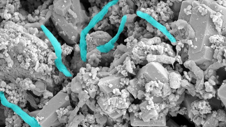 New technology can help combat climate crisis - bacteria-sheet-1