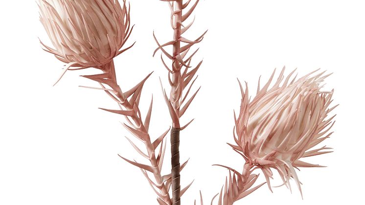 Harvest
