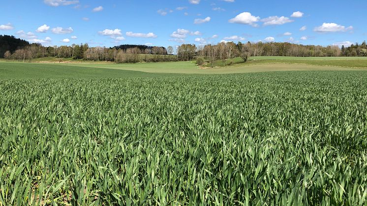 LRF Hallands regionstämma 2025 – Välkommen att bevaka årets viktigaste möte för lantbruket!