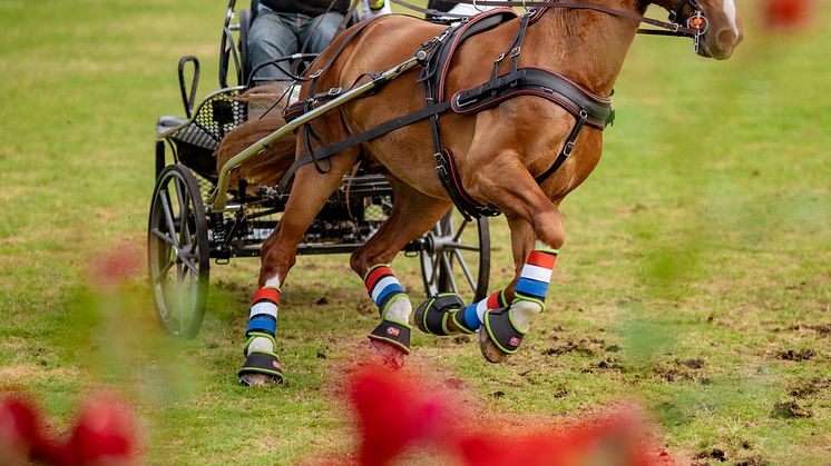 Körning Falsterbo Horse Show