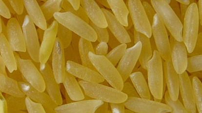 Sustainable agriculture – does it need modern biotech?