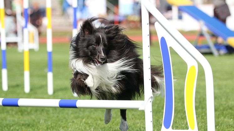 Hundfesten_ErikaDahlman
