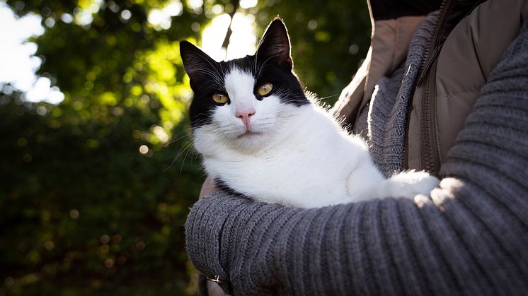 Har du skaffat en Sigge, Simba eller Doris i år? Då är du inte ensam! Foto: Sveland Djurförsäkringar
