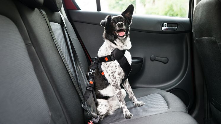 Källa: Doggy AB