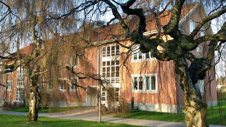 Tårbjörk i Fjällbo park