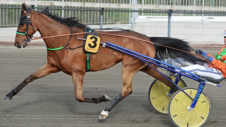 Billie de Montfort får den sista rosa biljetter till Elitloppet 2020. Foto: TR Bild