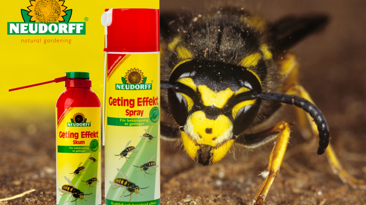 ​​Bekämpa getingarna med naturens hjälp