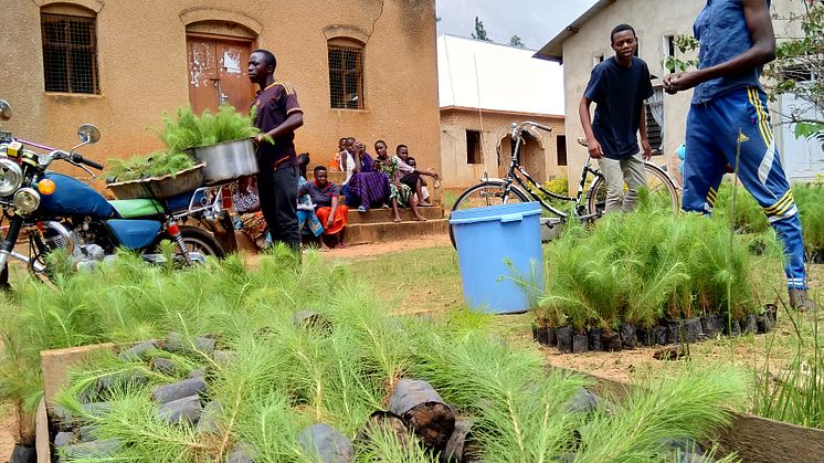 Distributing Trees.jpg