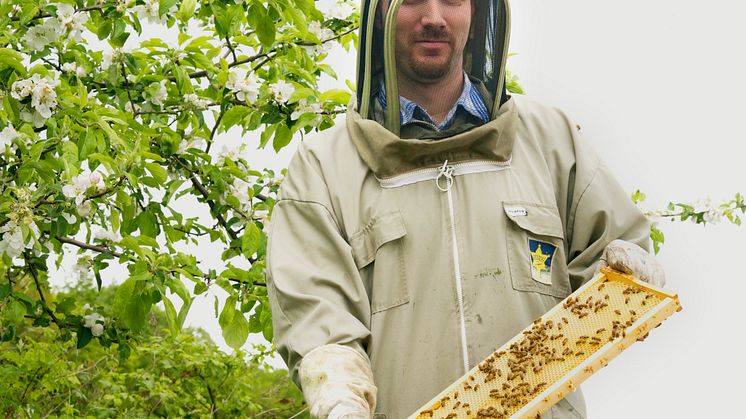 Biodlare Martin Svensson utför pollinerinsgtjänster för Kiviks musteri.