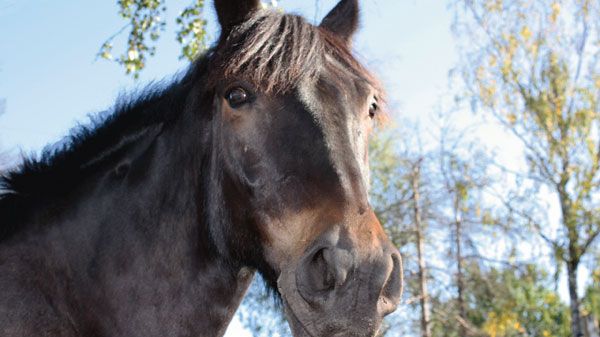 Hästen i centrum – ny skrift från KSLA