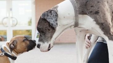 Föreläsning för nyblivna hundägare; Välkommen valp!