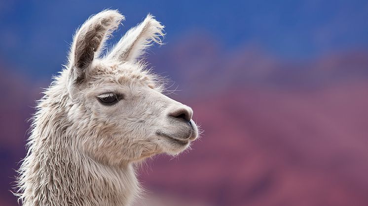 Norwegian unirá España y Perú