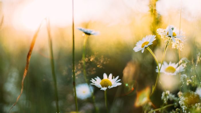 Blåvingevägens vård- och omsorgsboende firar midsommar torsdagen den 22 juni.