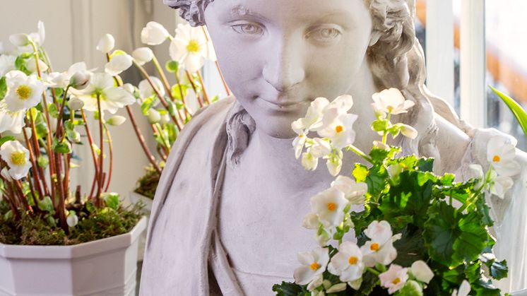 Konst och julblommor i vacker symbios på Prins Eugens Waldemarsudde. Foto: Blomsterfrämjandet/Anna Clarén.