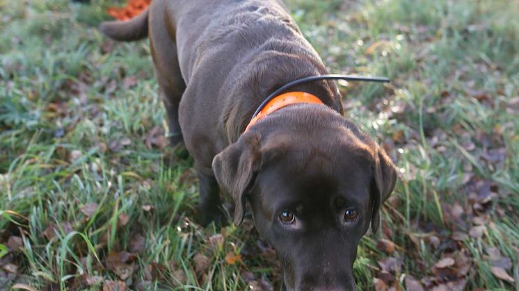 Årets bragdhund Hilda som både spårar skadat vilt och bortsprungna hundar