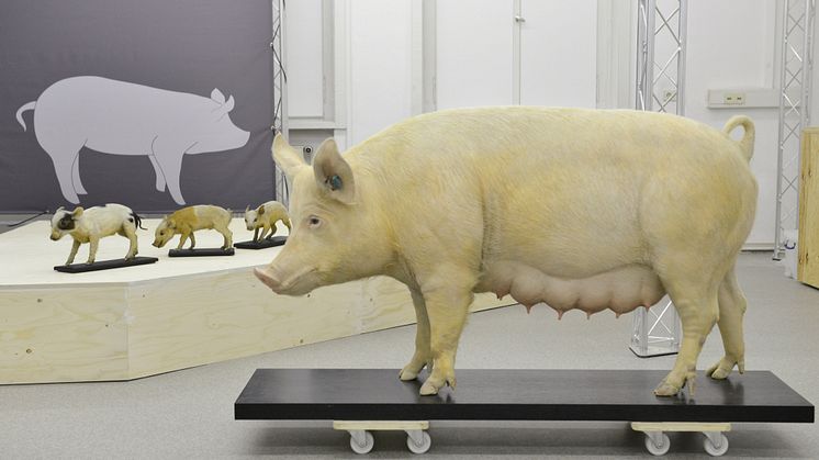 Einblick in die Ausstellung »SUS100 – Mensch verändert Schwein« (c) MLU Halle, ZNS, Foto: Markus Scholz