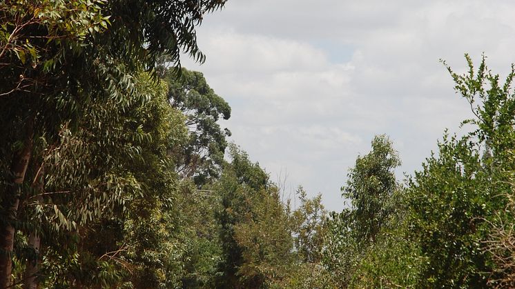 Gabriella Rubin under projektet Made in Kenya