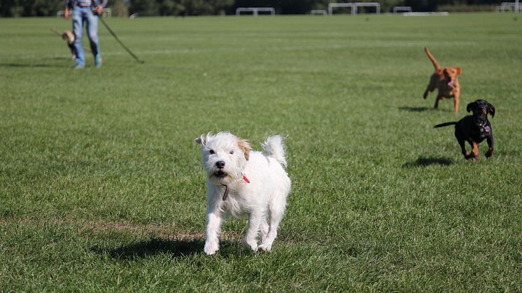 Hit drömmer hunden om att få resa_5